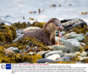 Otter eats scorpion fish, Isle Mull, Scotland - 28 Nov 2013