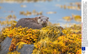 Otter eats scorpion fish, Isle Mull, Scotland - 28 Nov 2013