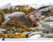 Otter eats scorpion fish, Isle Mull, Scotland - 28 Nov 2013