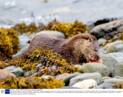 Otter eats scorpion fish, Isle Mull, Scotland - 28 Nov 2013
