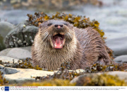 Otter eats scorpion fish, Isle Mull, Scotland - 28 Nov 2013