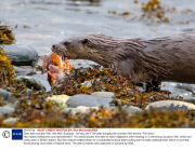 Otter eats scorpion fish, Isle Mull, Scotland - 28 Nov 2013