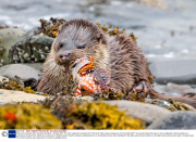Otter eats scorpion fish, Isle Mull, Scotland - 28 Nov 2013