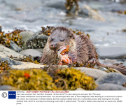 Otter eats scorpion fish, Isle Mull, Scotland - 28 Nov 2013