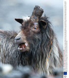 Feral goats on Isle of Mull, Scotland - 03 Feb 2014