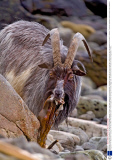 Feral goats on Isle of Mull, Scotland - 03 Feb 2014