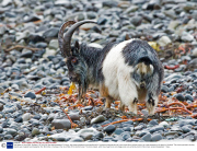 Feral goats on Isle of Mull, Scotland - 03 Feb 2014