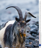 Feral goats on Isle of Mull, Scotland - 03 Feb 2014