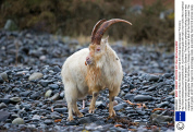 Feral goats on Isle of Mull, Scotland - 03 Feb 2014