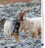 Feral goats on Isle of Mull, Scotland - 03 Feb 2014