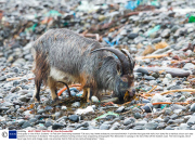 Feral goats on Isle of Mull, Scotland - 03 Feb 2014