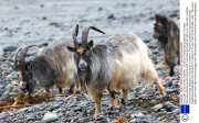 Feral goats on Isle of Mull, Scotland - 03 Feb 2014