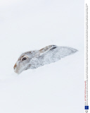 Mountain hares in the snow, Cairngorms National Park, Scotland - 30 Jan 2014