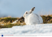 Mountain hares in the snow, Cairngorms National Park, Scotland - 30 Jan 2014