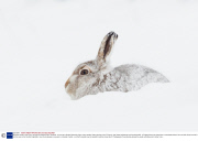 Mountain hares in the snow, Cairngorms National Park, Scotland - 30 Jan 2014