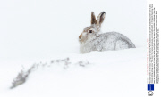 Mountain hares in the snow, Cairngorms National Park, Scotland - 30 Jan 2014