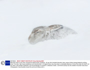 Mountain hares in the snow, Cairngorms National Park, Scotland - 30 Jan 2014