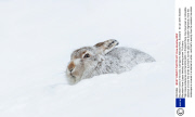 Mountain hares in the snow, Cairngorms National Park, Scotland - 30 Jan 2014