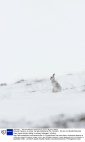 Mountain hares in the snow, Cairngorms National Park, Scotland - 30 Jan 2014