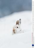 Mountain hares in the snow, Cairngorms National Park, Scotland - 30 Jan 2014