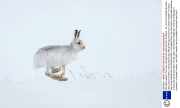 Mountain hares in the snow, Cairngorms National Park, Scotland - 30 Jan 2014