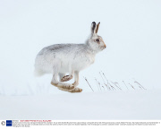 Mountain hares in the snow, Cairngorms National Park, Scotland - 30 Jan 2014