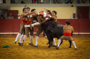 Portuguese-style bullfights