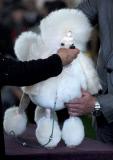 Westminster Kennel Club Dog Show 2014