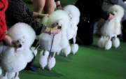 Westminster Kennel Club Dog Show 2014