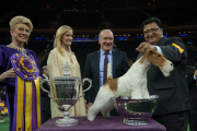 Westminster Best in Show