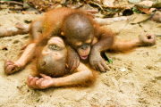 Verwaiste Orang-Utan-Babys im Internationalen Animal Rescue Orangutan Conservation Centre in West-Borneo