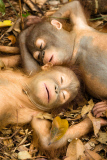 Verwaiste Orang-Utan-Babys im Internationalen Animal Rescue Orangutan Conservation Centre in West-Borneo