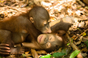 Verwaiste Orang-Utan-Babys im Internationalen Animal Rescue Orangutan Conservation Centre in West-Borneo