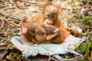 Verwaiste Orang-Utan-Babys im Internationalen Animal Rescue Orangutan Conservation Centre in West-Borneo