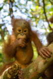 Verwaiste Orang-Utan-Babys im Internationalen Animal Rescue Orangutan Conservation Centre in West-Borneo