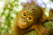 Verwaiste Orang-Utan-Babys im Internationalen Animal Rescue Orangutan Conservation Centre in West-Borneo
