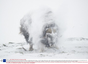 *MUST REMOVE SET: 30/04/14* Musk oxen survive harsh conditions, Dovrefjell National Park, Norway - Jan 2014