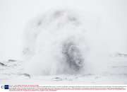 *MUST REMOVE SET: 30/04/14* Musk oxen survive harsh conditions, Dovrefjell National Park, Norway - Jan 2014