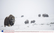 *MUST REMOVE SET: 30/04/14* Musk oxen survive harsh conditions, Dovrefjell National Park, Norway - Jan 2014