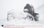 *MUST REMOVE SET: 30/04/14* Musk oxen survive harsh conditions, Dovrefjell National Park, Norway - Jan 2014