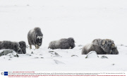 *MUST REMOVE SET: 30/04/14* Musk oxen survive harsh conditions, Dovrefjell National Park, Norway - Jan 2014