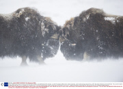 *MUST REMOVE SET: 30/04/14* Musk oxen survive harsh conditions, Dovrefjell National Park, Norway - Jan 2014