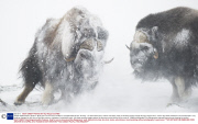 *MUST REMOVE SET: 30/04/14* Musk oxen survive harsh conditions, Dovrefjell National Park, Norway - Jan 2014