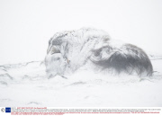*MUST REMOVE SET: 30/04/14* Musk oxen survive harsh conditions, Dovrefjell National Park, Norway - Jan 2014