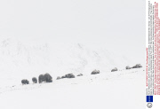 *MUST REMOVE SET: 30/04/14* Musk oxen survive harsh conditions, Dovrefjell National Park, Norway - Jan 2014
