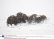 *MUST REMOVE SET: 30/04/14* Musk oxen survive harsh conditions, Dovrefjell National Park, Norway - Jan 2014