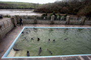 Gweek Seehundaufzuchtstation 