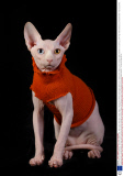 Gina and her son Prince Charming - the hairless sphynx cats - wear coats to keep warm, Dublin, Ireland - February 2014