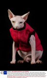 Gina and her son Prince Charming - the hairless sphynx cats - wear coats to keep warm, Dublin, Ireland - February 2014