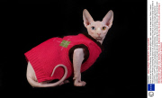 Gina and her son Prince Charming - the hairless sphynx cats - wear coats to keep warm, Dublin, Ireland - February 2014